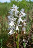 Dactylorhiza maculata. Соцветие (белоцветковая форма). Архангельская обл., Приморский р-н, болото. 06.07.2013.