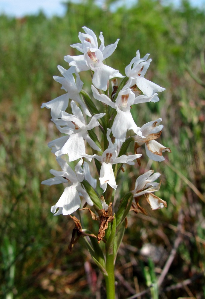 Image of Dactylorhiza maculata specimen.