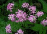 Coccyganthe flos-cuculi