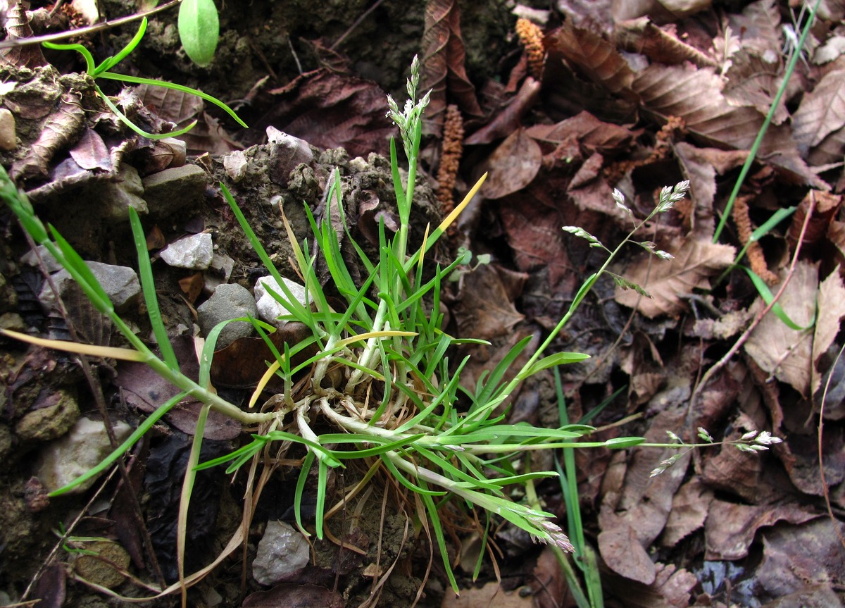 Image of Poa annua specimen.