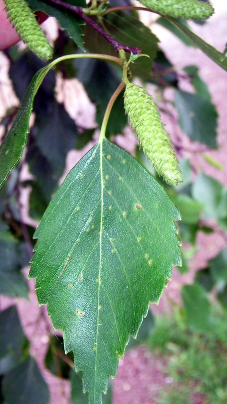 Изображение особи Betula procurva.