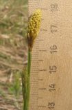 Carex michelii