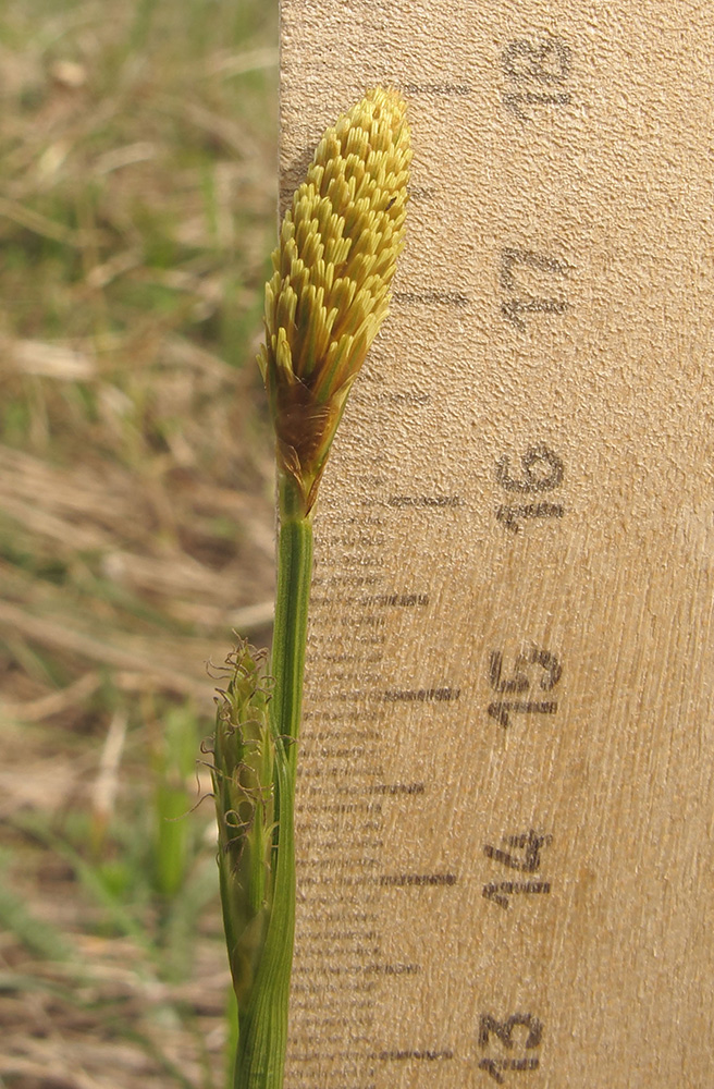 Image of Carex michelii specimen.