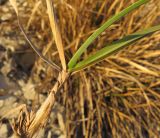 Sesleria alba. Основание побега. Краснодарский край, м/о г. Новороссийск, мыс Шесхарис, щебнистая осыпь. 21.02.2015.