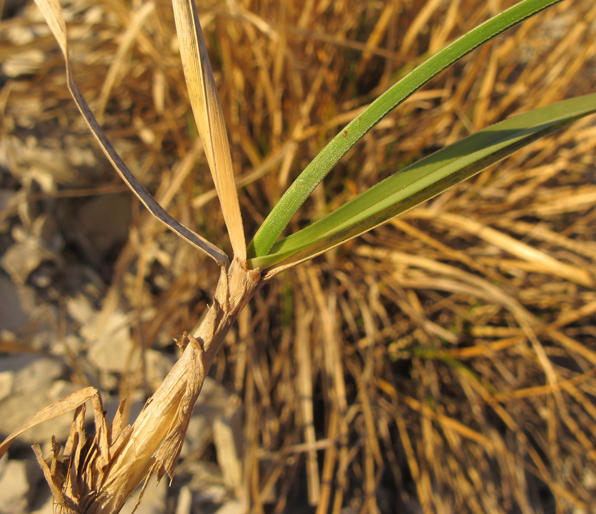 Изображение особи Sesleria alba.