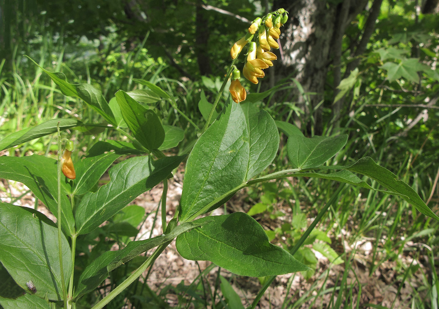 Изображение особи Lathyrus aureus.