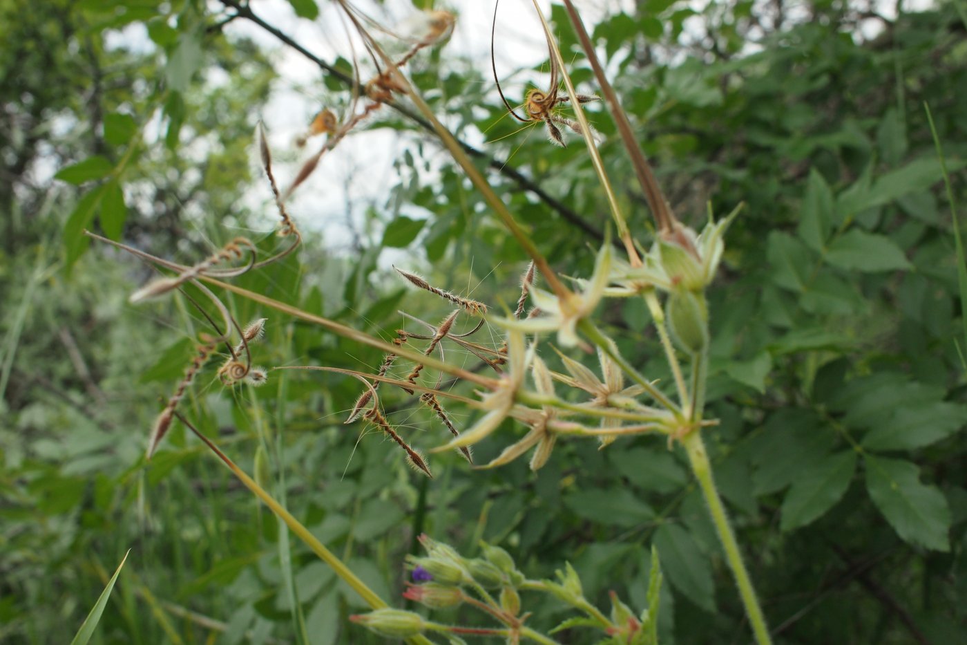 Image of Erodium ciconium specimen.