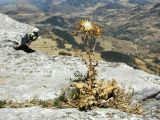 Silybum marianum. Плодоносящее растение. Испания, Андалусия, национальный парк Torcal de Antequera. Август 2015 г.