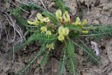 Astragalus utriger