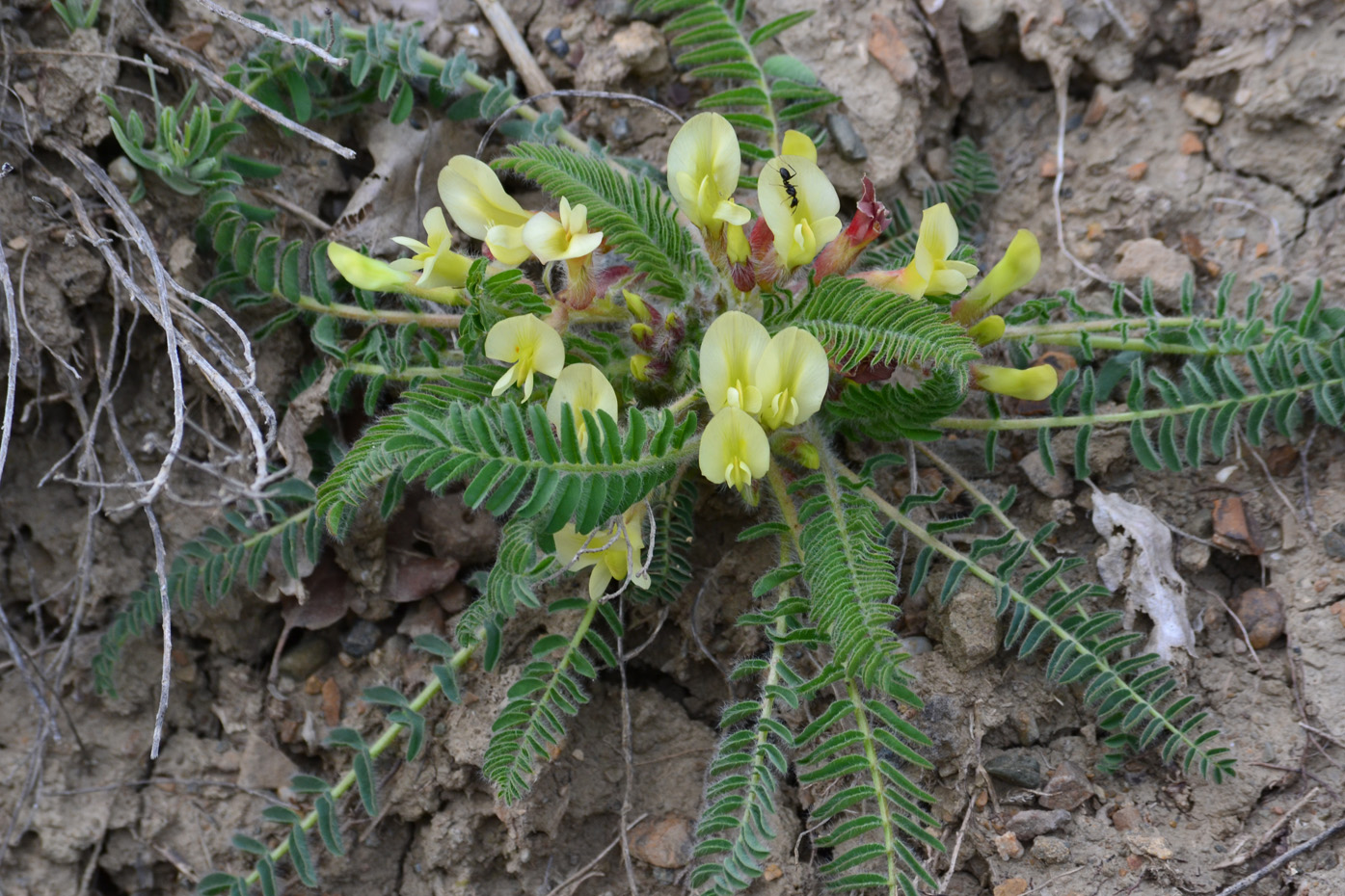 Изображение особи Astragalus utriger.