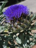 Cynara scolymus