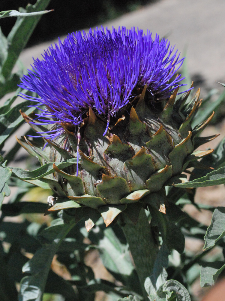 Изображение особи Cynara scolymus.