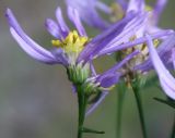 Galatella punctata. Часть соцветия. Алтай, окр. пос. Манжерок. 22.08.2009.