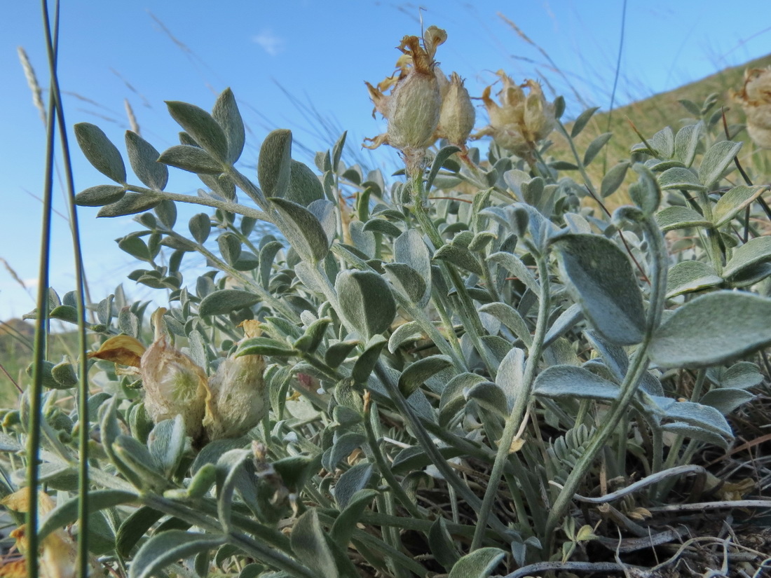 Изображение особи Astragalus ellipsoideus.