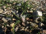Androcymbium europaeum