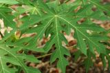 Carica papaya