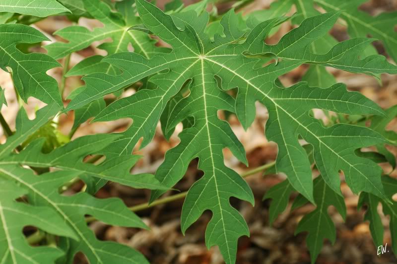 Image of Carica papaya specimen.