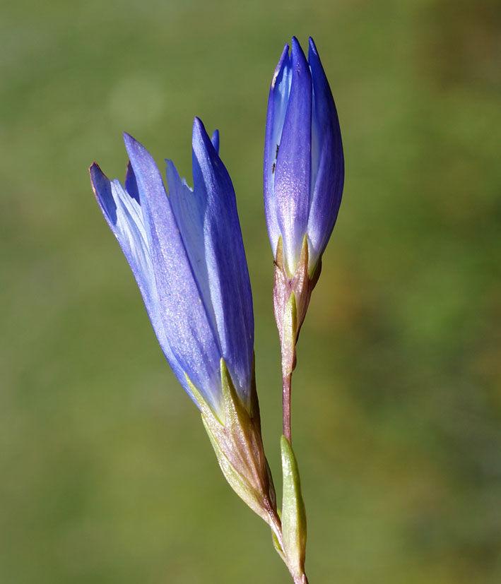 Image of Gentiana olivieri specimen.