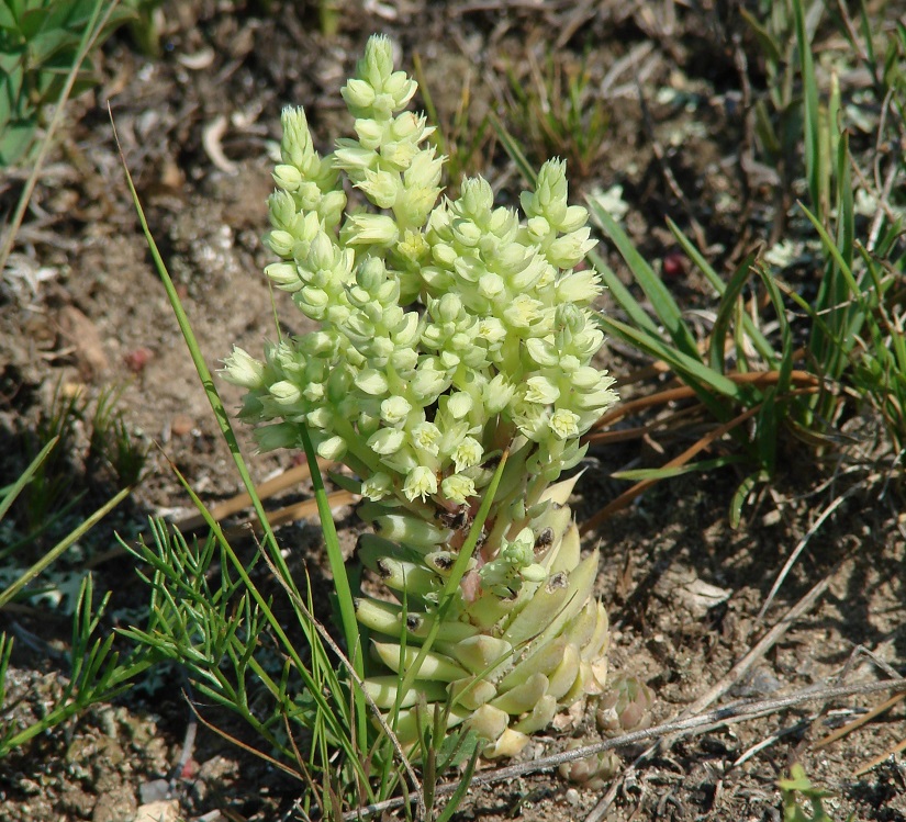 Image of Orostachys spinosa specimen.