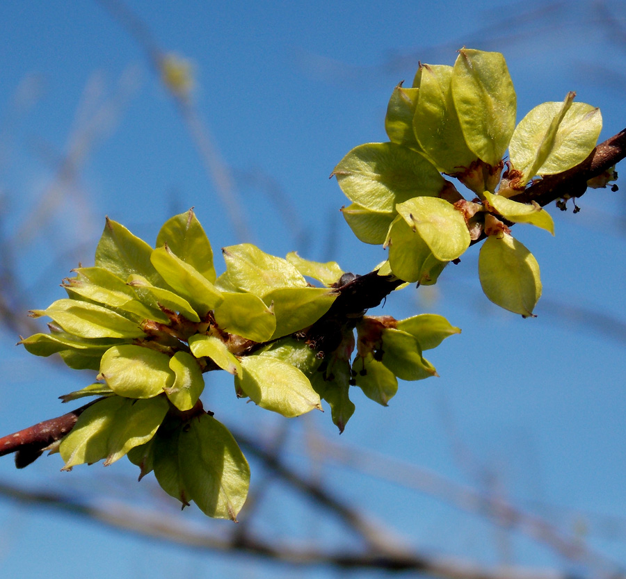 Изображение особи Ulmus glabra.