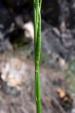 Arabis borealis. Часть соплодия. Свердловская обл., окр. г. Североуральск, правый берег канала Дублёр, подножие известняковой скалы. 24.06.2014.