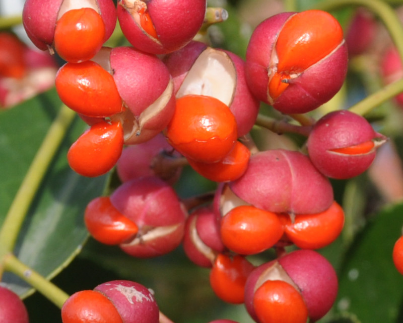 Изображение особи Euonymus japonicus.