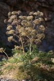 Ferula penninervis. Плодоносящее растение. Южный Казахстан, горы Алатау (Даубаба), Западное ущелье. 24.07.2014.