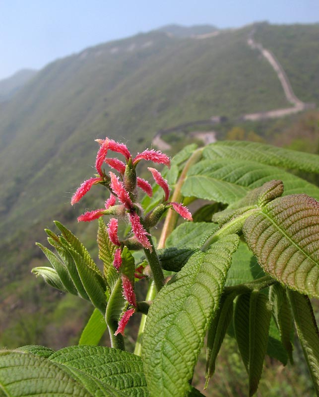 Изображение особи Juglans mandshurica.