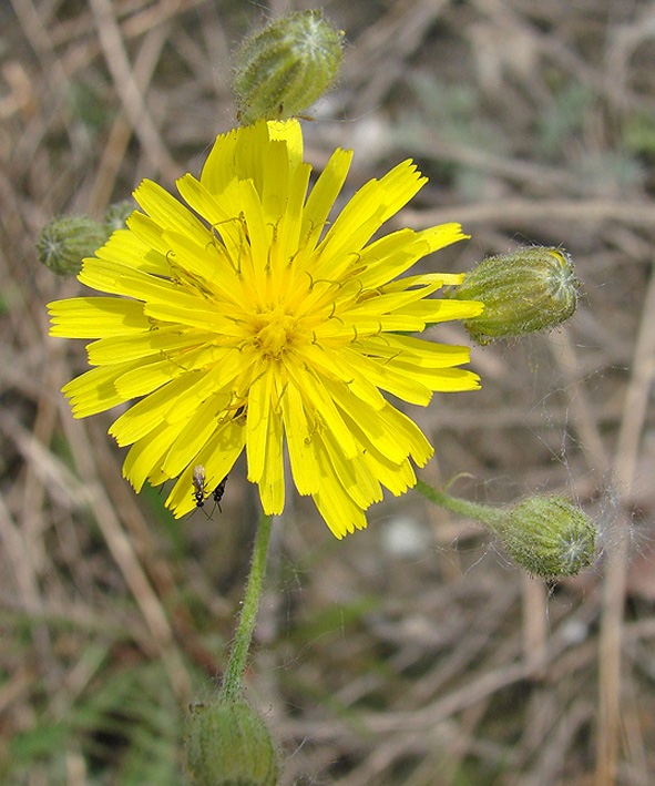 Изображение особи Crepis tectorum.