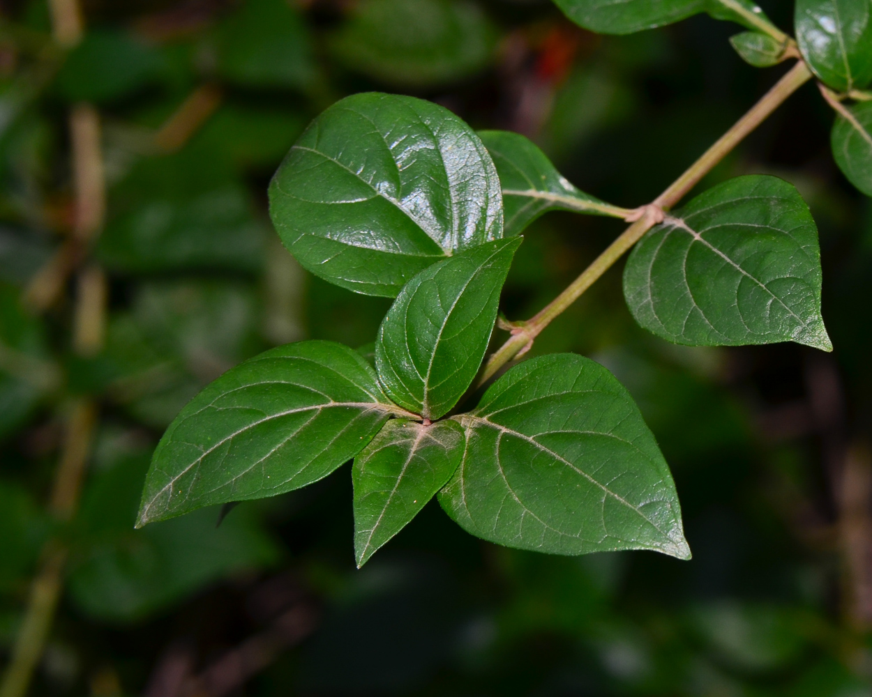 Изображение особи Ruttya fruticosa.