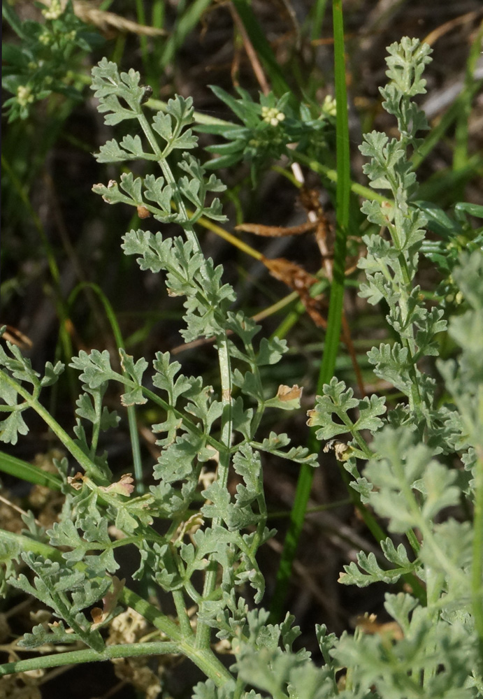 Изображение особи Ferula caspica.