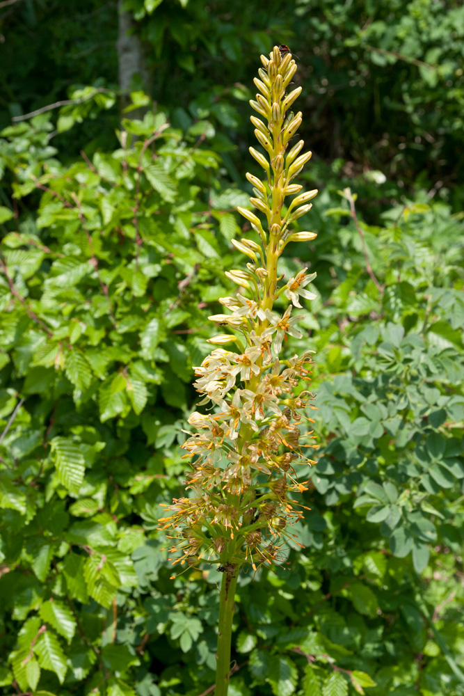 Изображение особи Eremurus tauricus.