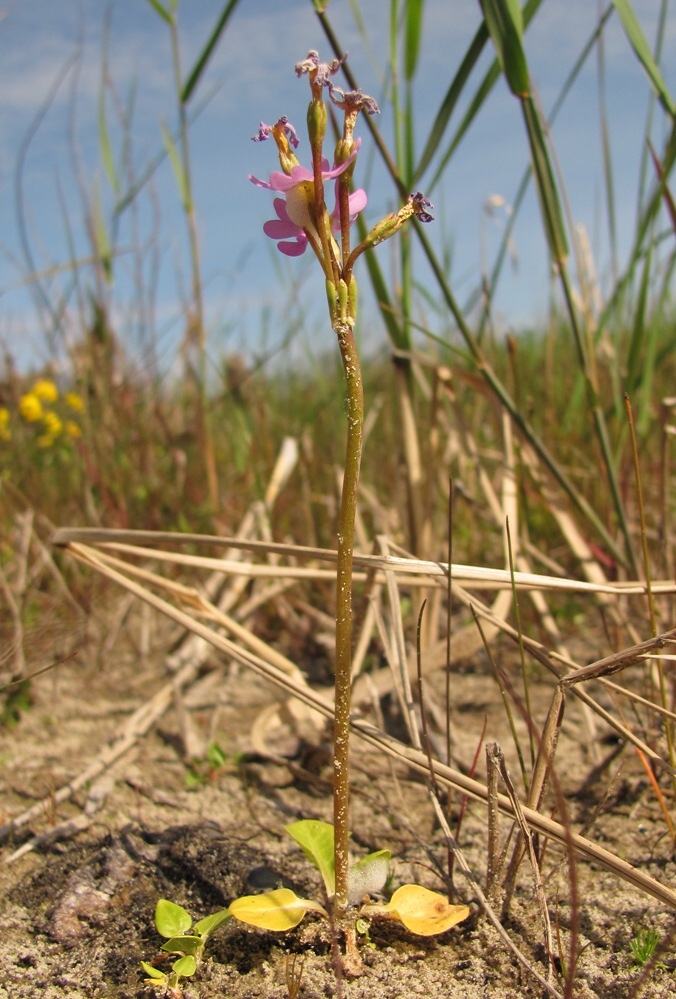 Изображение особи Primula finmarchica.