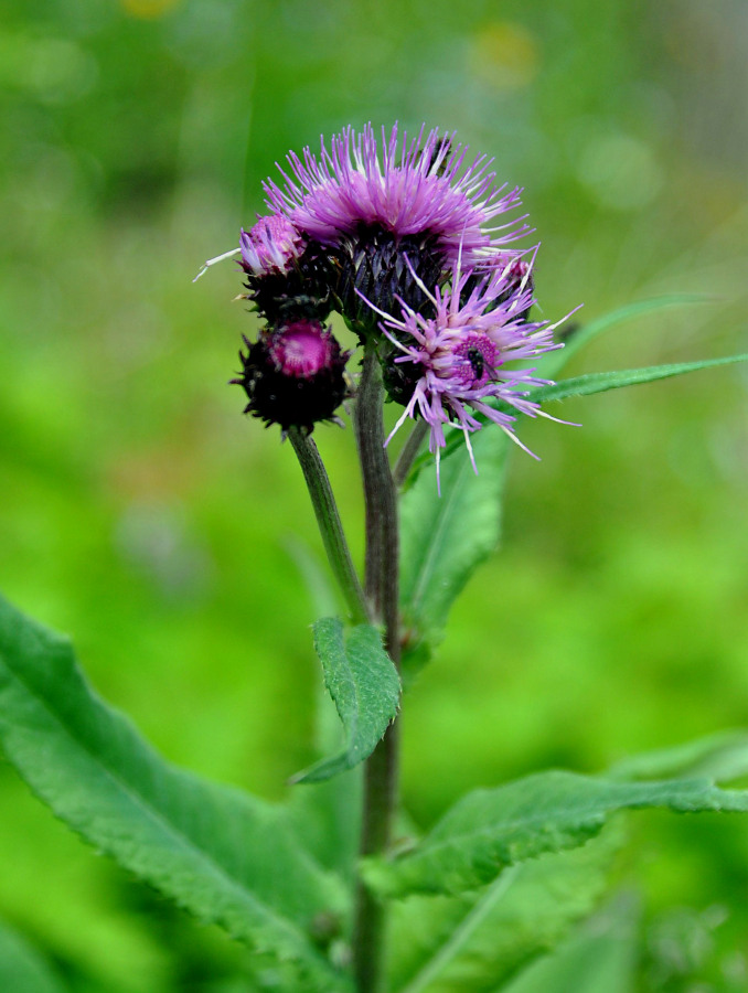 Изображение особи Cirsium helenioides.