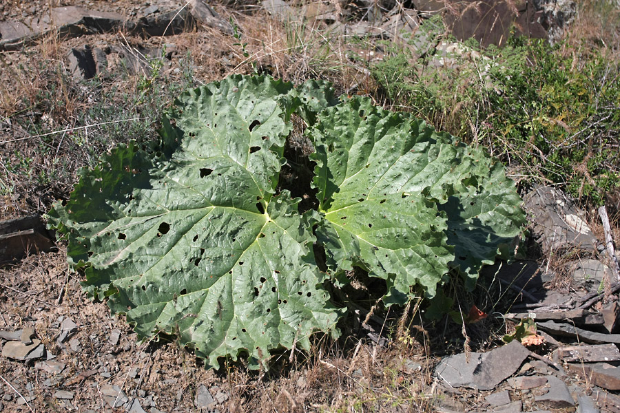 Image of Rheum cordatum specimen.