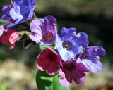 Pulmonaria obscura. Часть соцветия. Украина, Киев, заказник \"Лесники\", боровая терраса Днепра, лиственный лес. 8 апреля 2007 г.