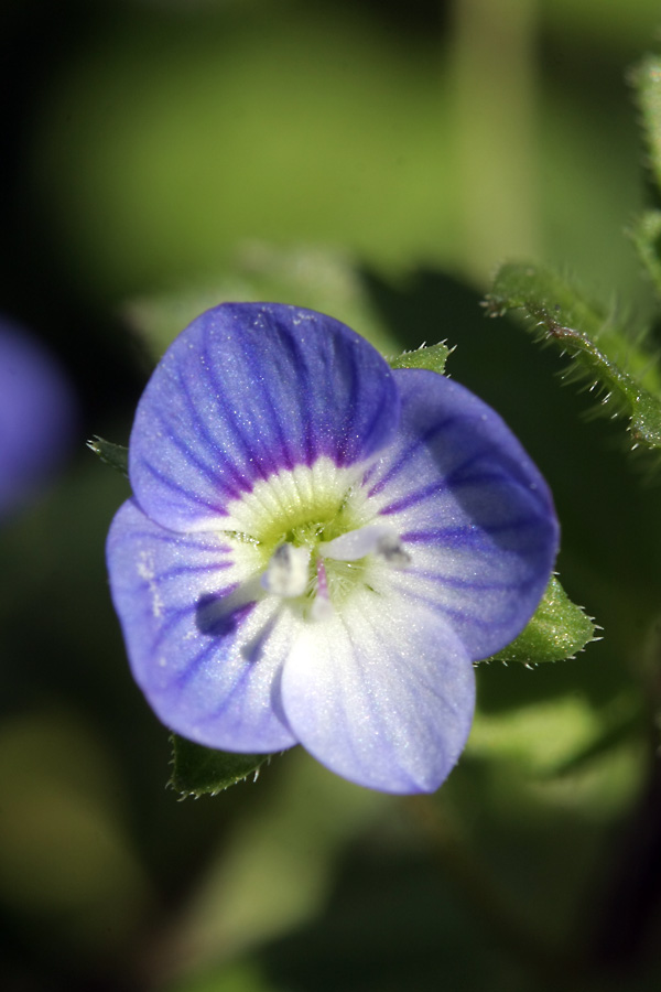 Image of Veronica persica specimen.