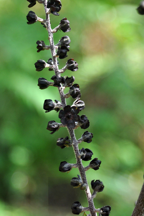 Image of Veratrum ussuriense specimen.
