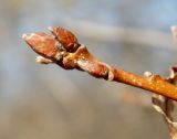 Quercus pubescens