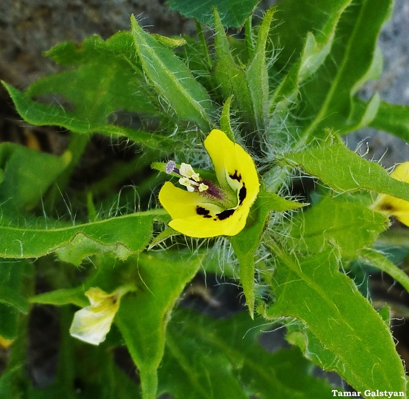 Изображение особи Hyoscyamus pusillus.