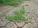Polygonum aviculare. Молодые растения в пересохшей луже. Ростовская обл., Аксайский р-н, просёлочная дорога в долине р. Тузлов. Июнь 2014 г.