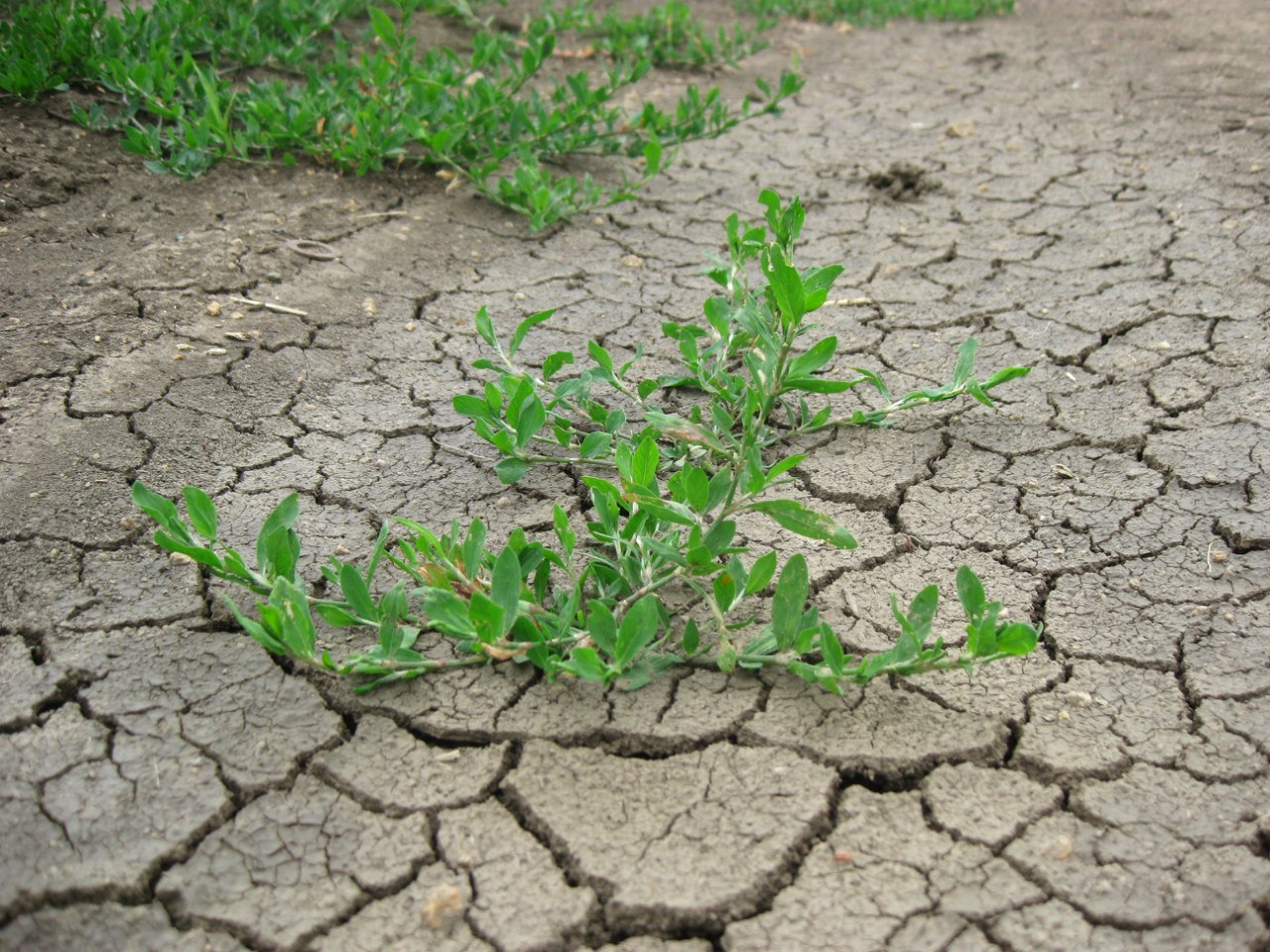 Изображение особи Polygonum aviculare.