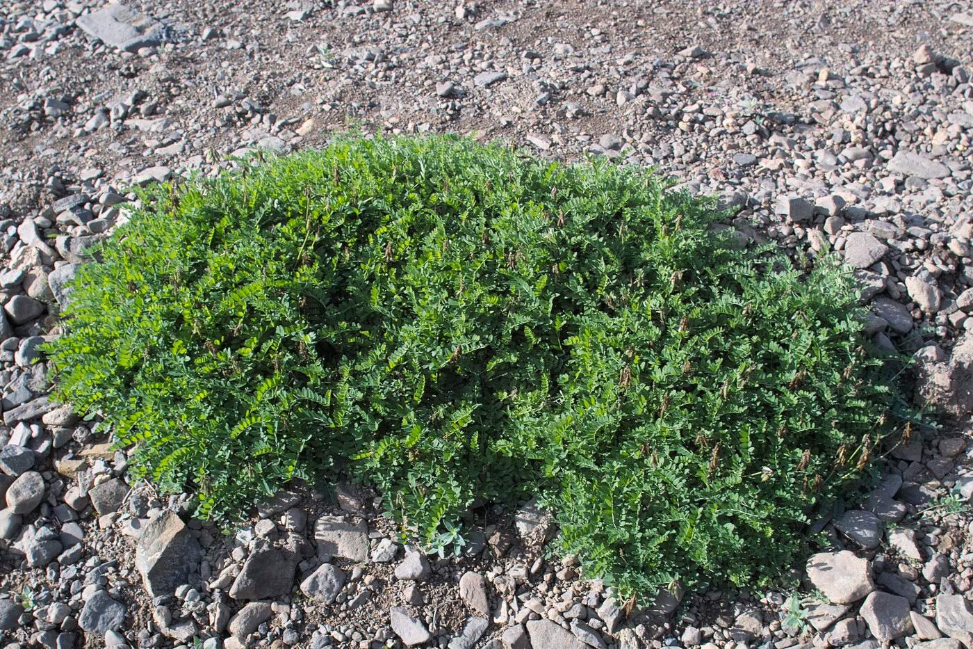 Изображение особи семейство Fabaceae.
