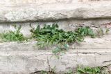 Convolvulus arvensis
