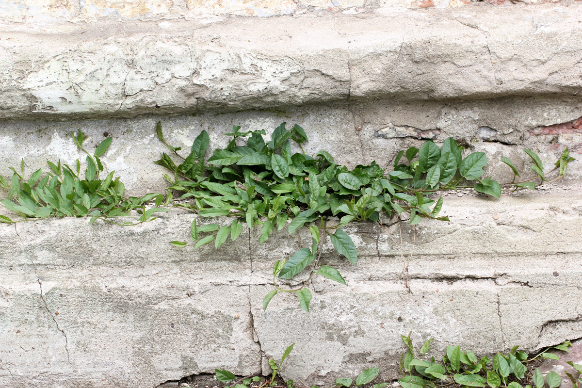 Изображение особи Convolvulus arvensis.