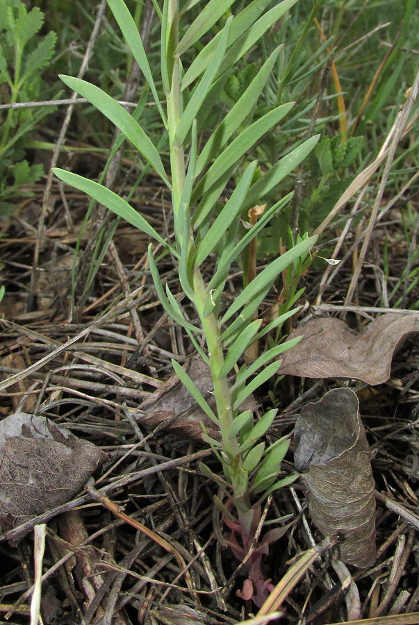 Image of Linaria macroura specimen.