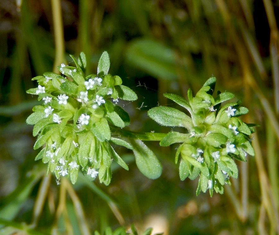 Image of Valerianella locusta specimen.