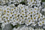 Spiraea grefsheimii