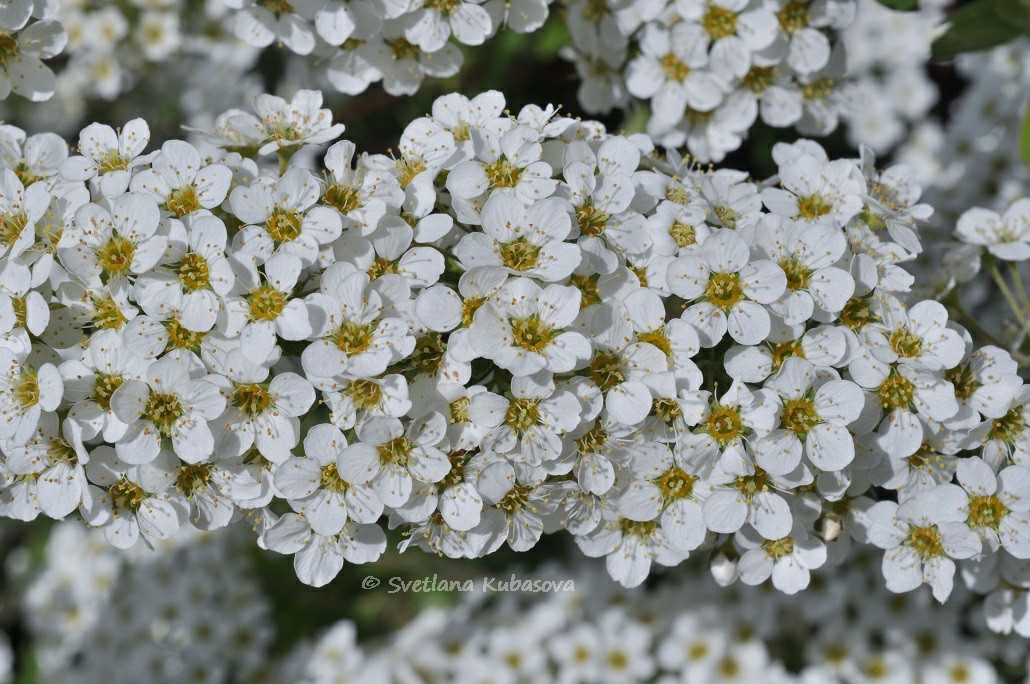Изображение особи Spiraea grefsheimii.