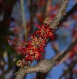 Hakea orthorrhyncha